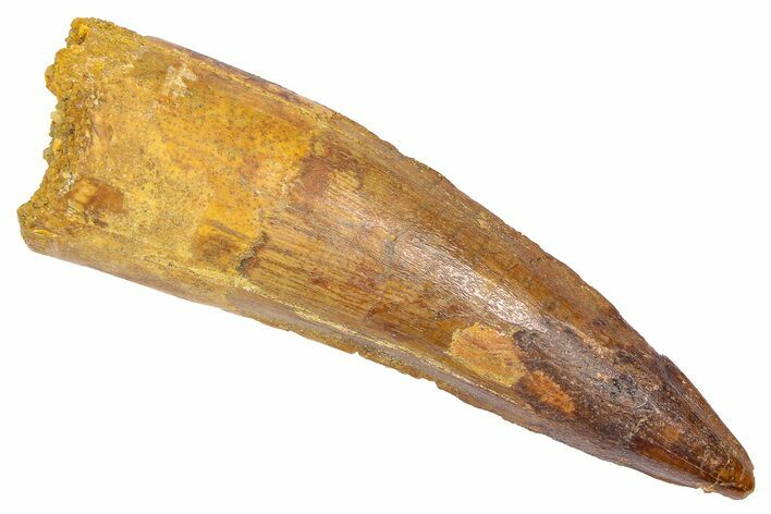 Fossil Spinosaurus Tooth - Real Dinosaur Tooth #382332